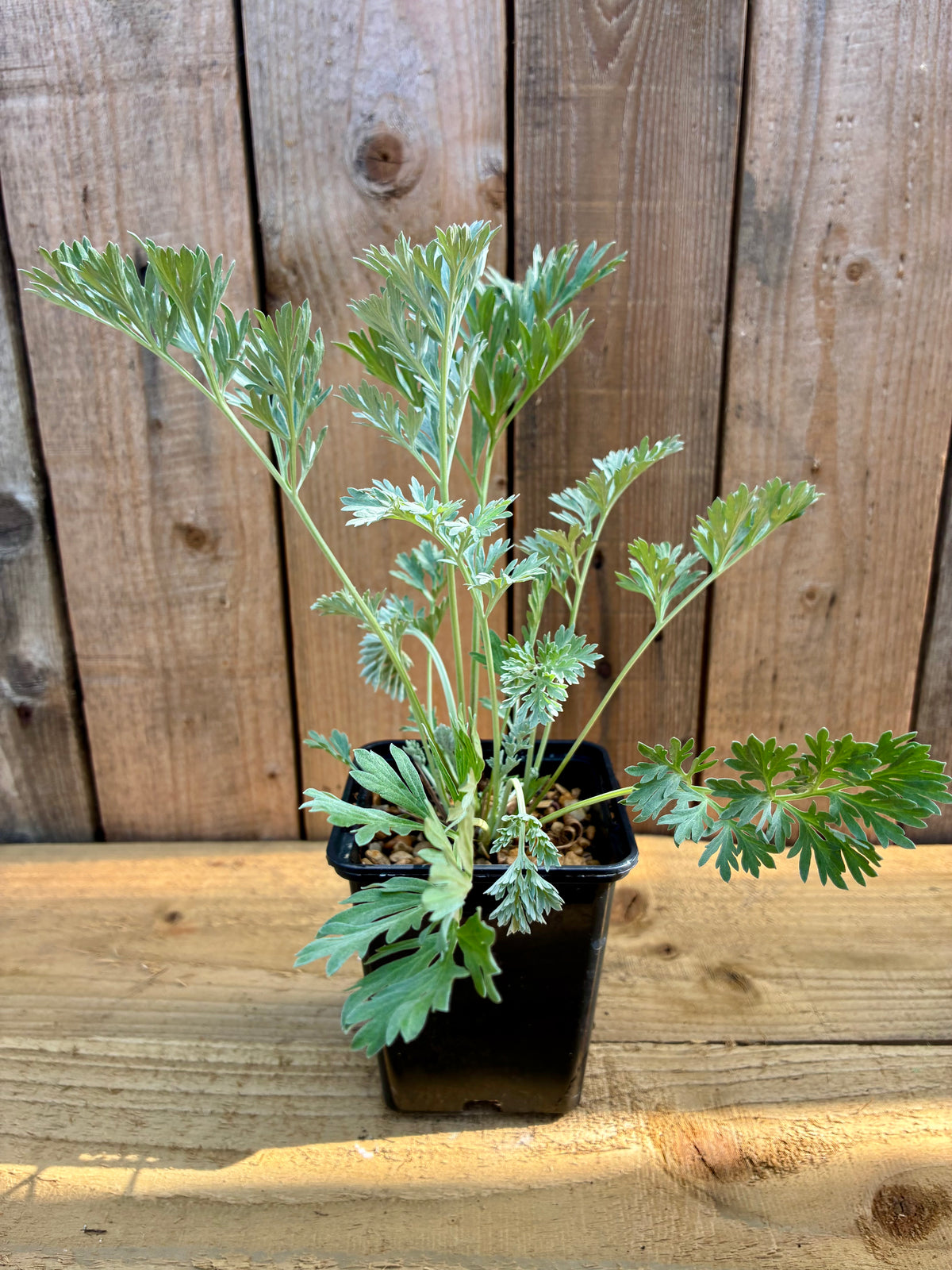 Wormwood Plant – Bitter Digestive Herb