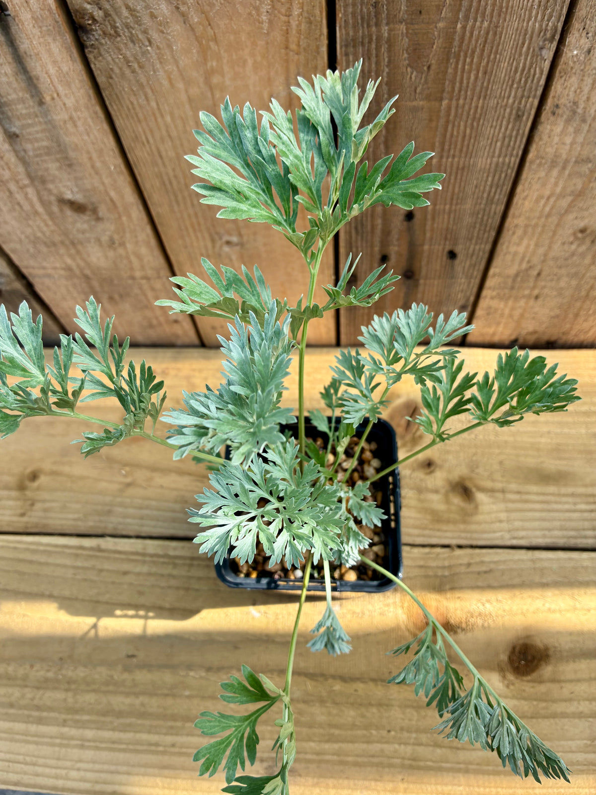 Wormwood Plant – Bitter Digestive Herb