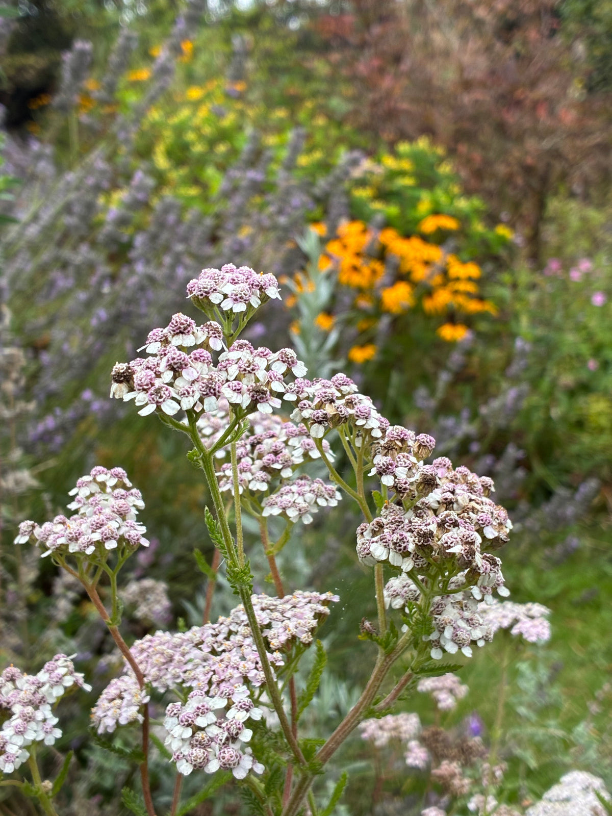 Yarrow – Traditional First Aid Herb