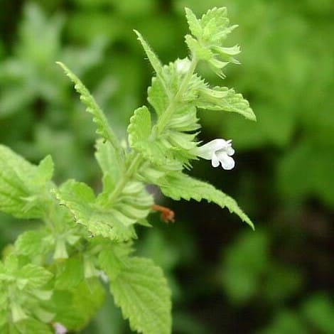 Lemon Balm  – Uplifting Aromatic Perennial