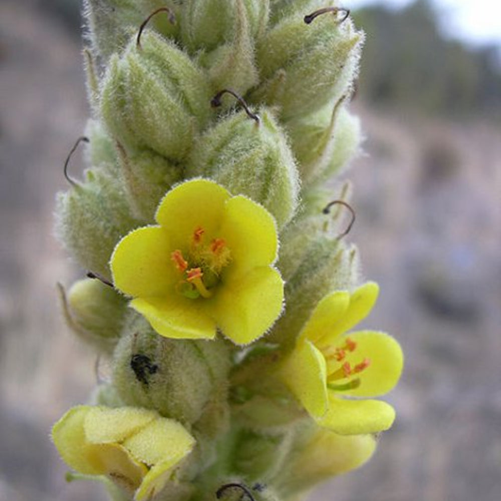 Mullein (Verbascum thapsus) – Respiratory Herb & Pollinator Favourite