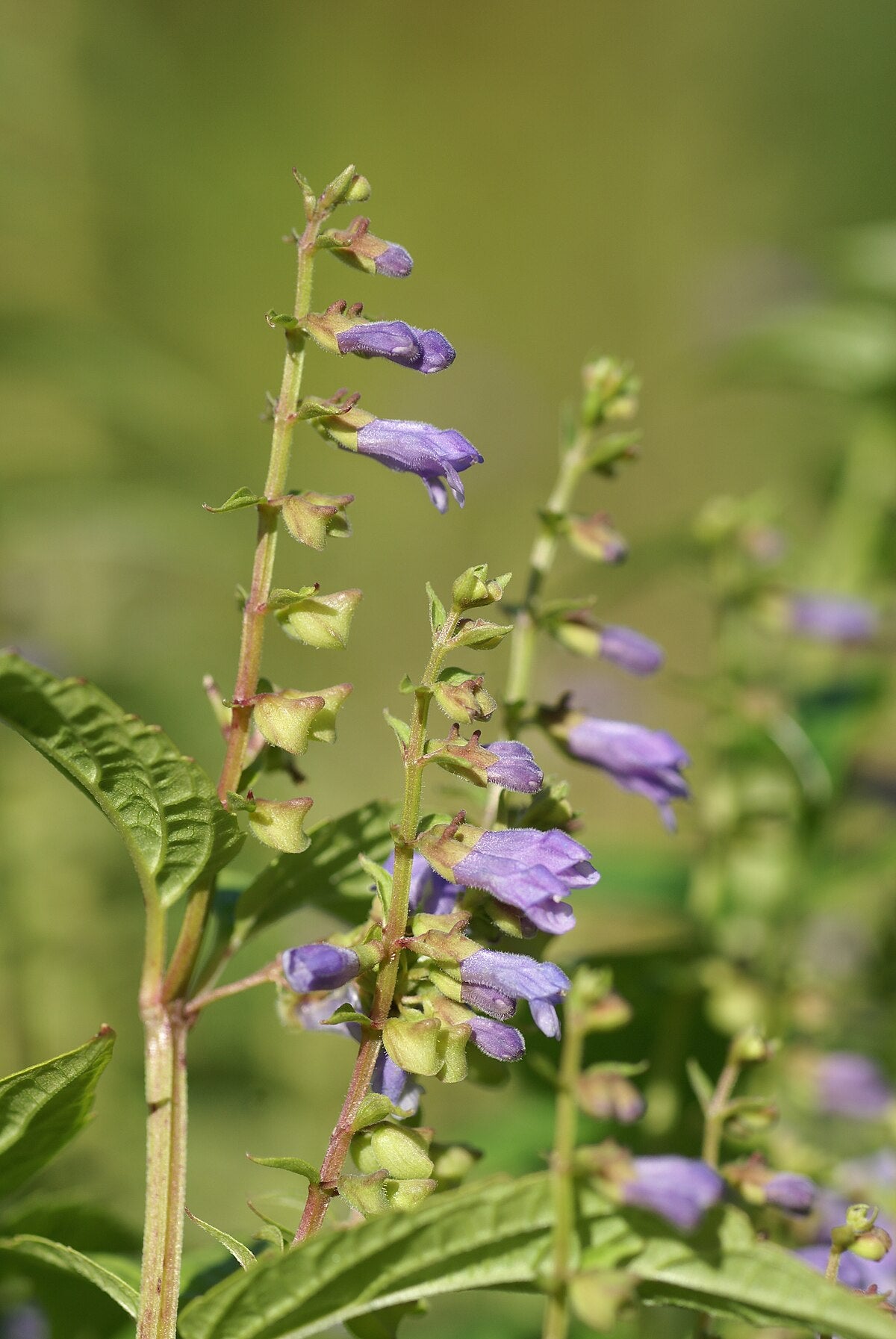 Skullcap Plant (Scutellaria lateriflora – Nervine & Calming Herb