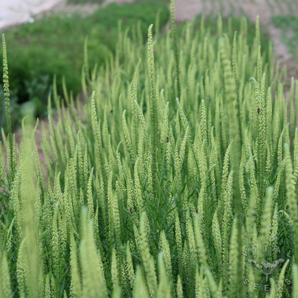 Weld (Reseda luteola) – Ancient Yellow Dye Plant & Wildflower