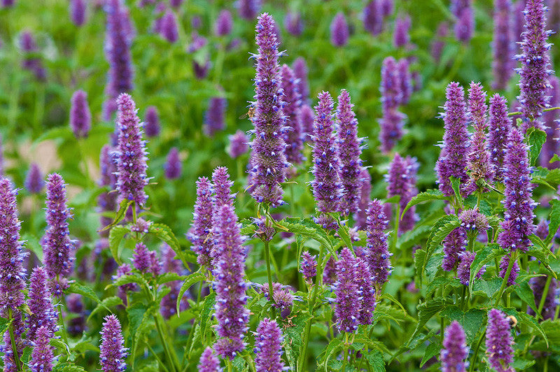 Licorice Mint (Agastache foeniculum) – Calming & Aromatic Herb