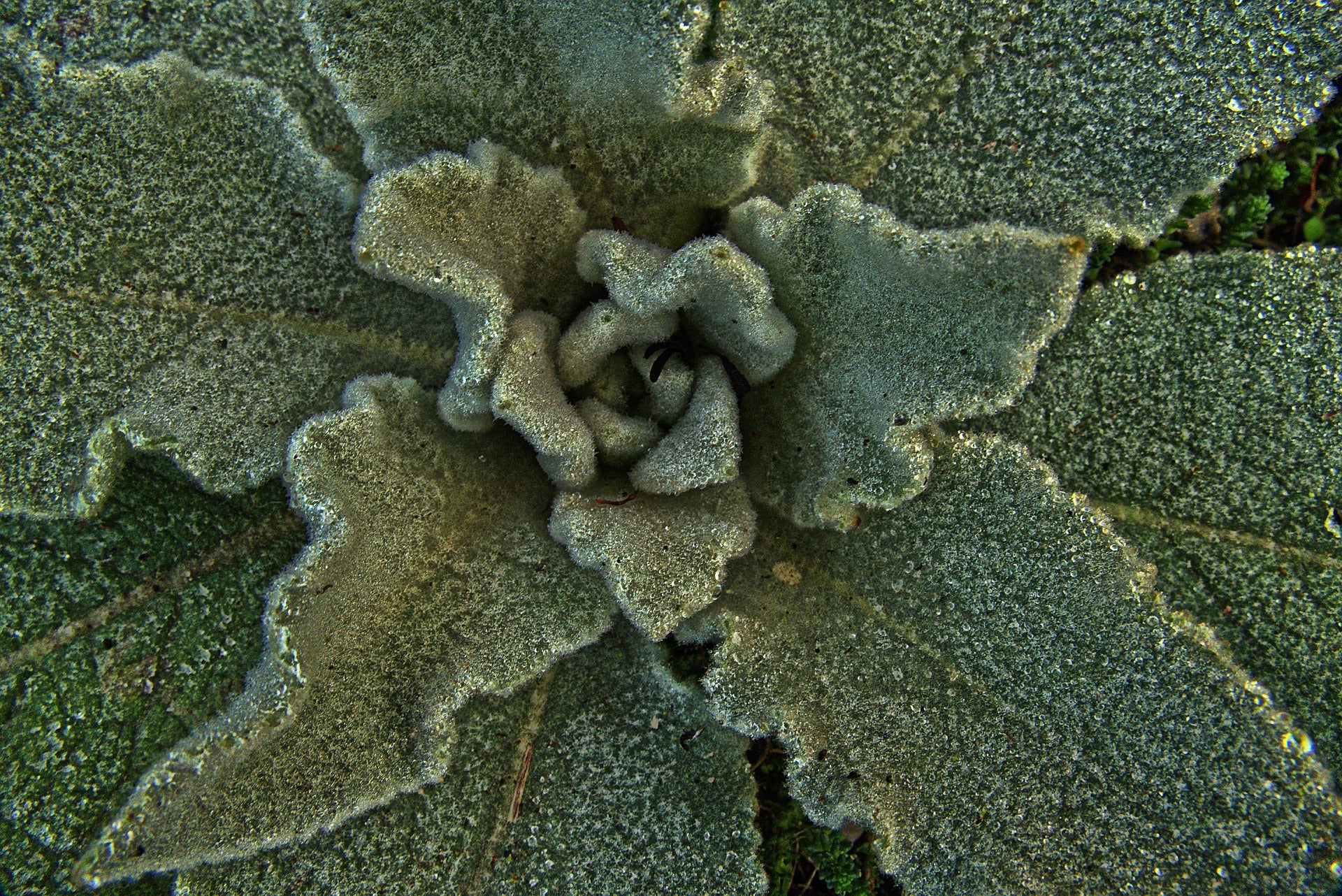 Mullein Tincture – Respiratory & Grounding Support