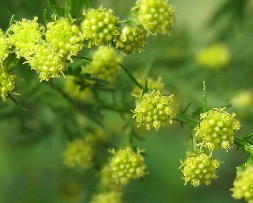 Sweet Wormwood Plant (Artemisia annua) – Immune-Supporting & Aromatic Herb