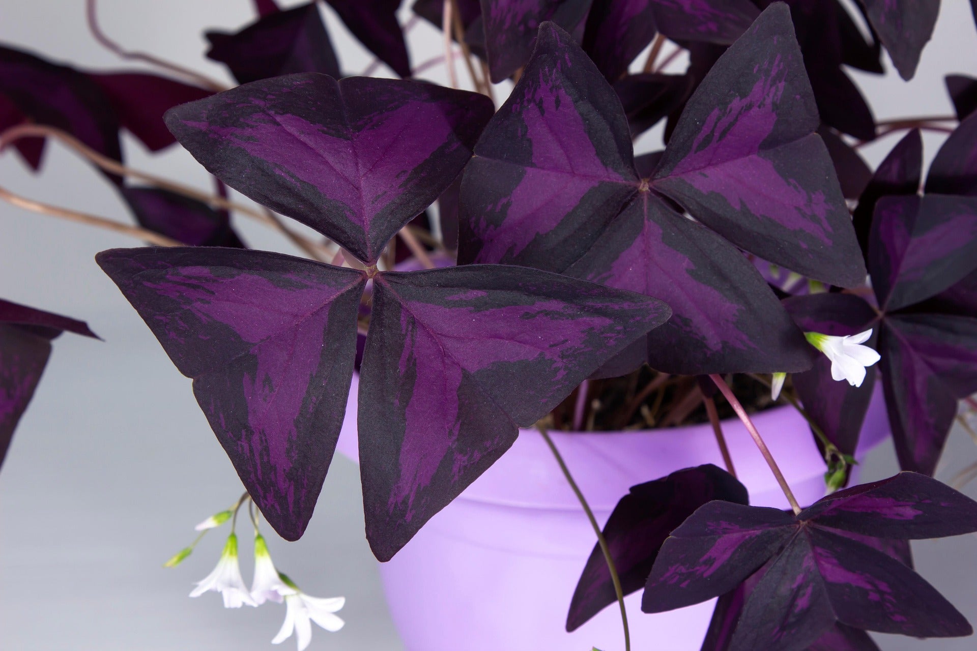 False Shamrock – Light Responsive Purple Houseplant