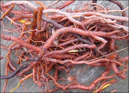 Madder – Traditional Red Dye Plant
