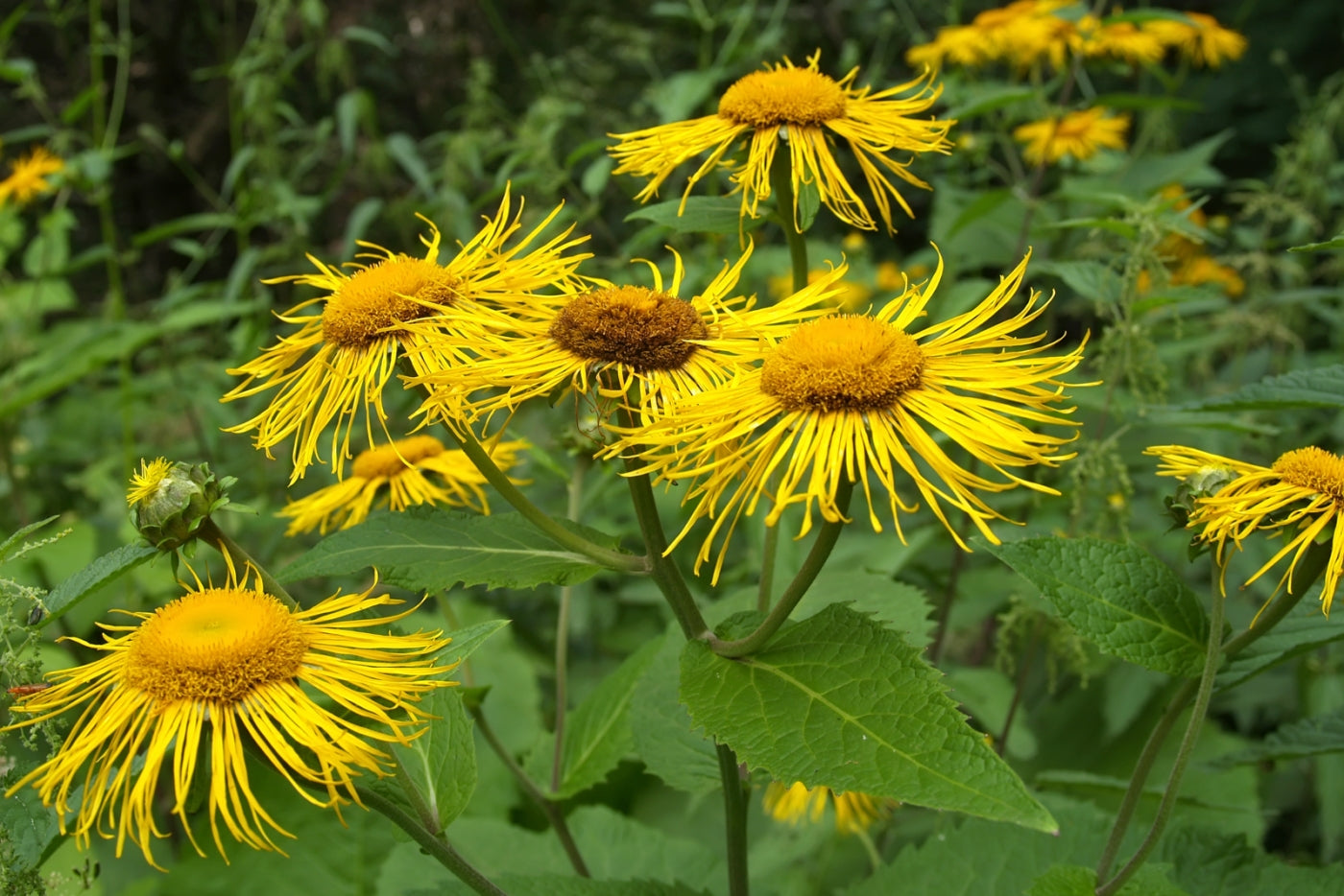 Elecampane Plant (Inula helenium) – Lung-Supporting & Digestive Herb
