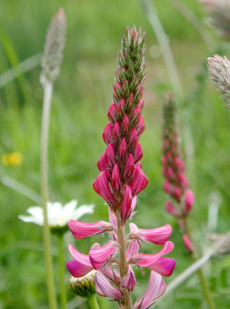 Sainfoin (Onobrychis viciifolia) – Soil-Enriching Pollinator & Wildflower Plant
