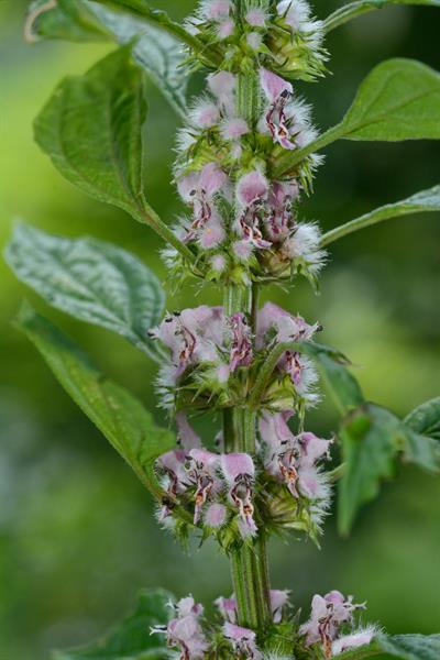 Motherwort (Leonurus cardiaca) – Calming Herb for Heart & Hormone Support