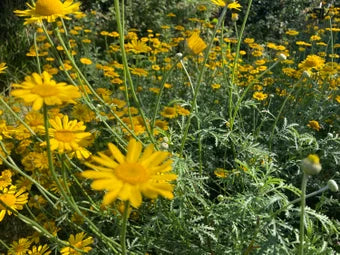 Dyer’s Chamomile (Anthemis tinctoria) – Golden Flowered Perennial for Natural Dye