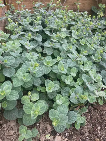 Dittany of Crete (Origanum dictamnus) – Ancient Medicinal & Magical Herb