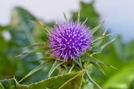 Milk Thistle Plant – Silybum marianum  Liver Supporting Spiny Biennial