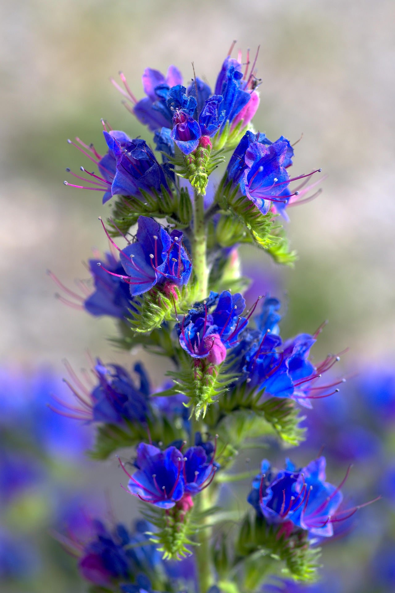 Viper’s Bugloss – Striking Wildflower Loved by Pollinators