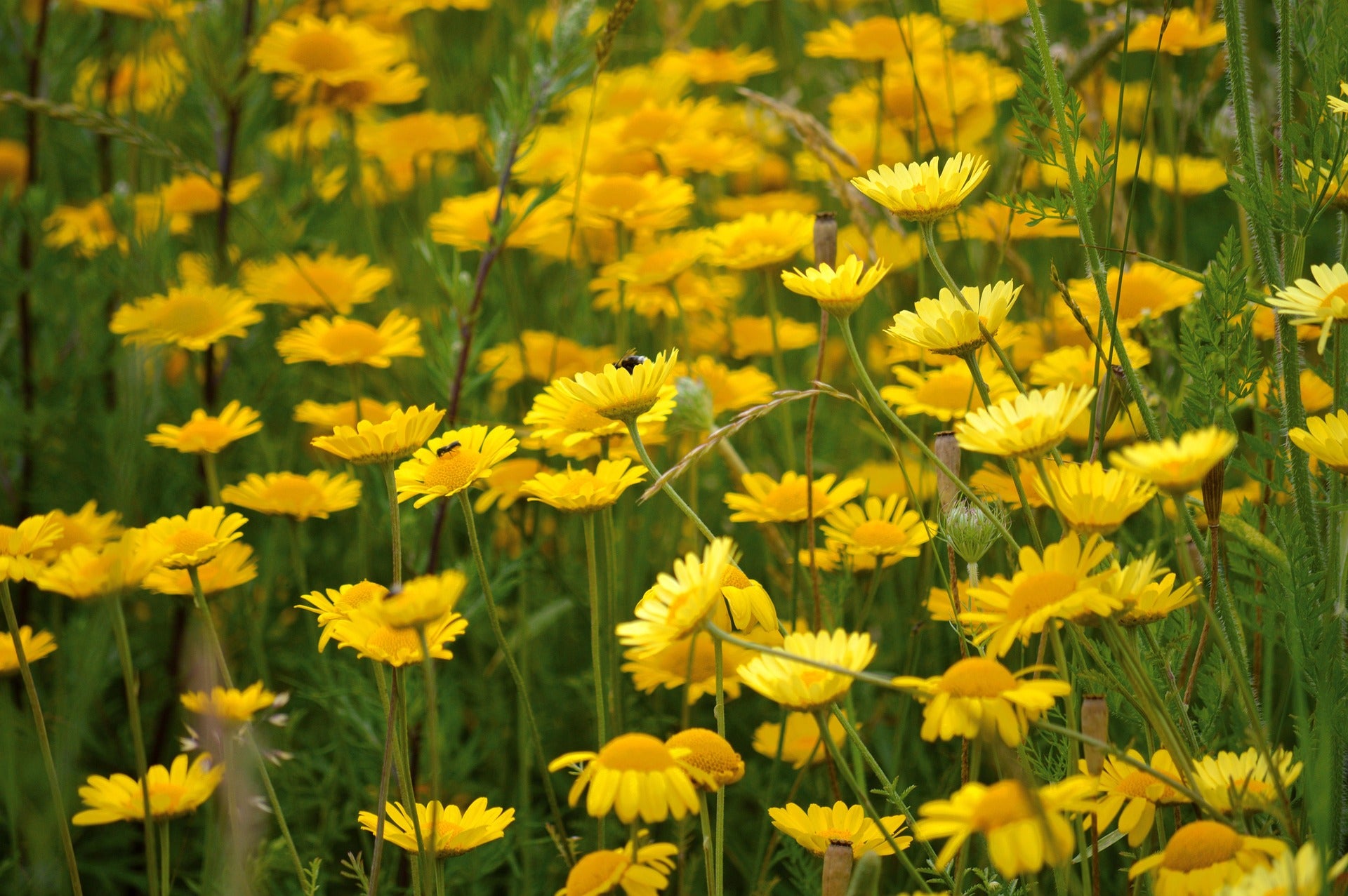 Dyer’s Chamomile – Golden Flowered Dye plant.