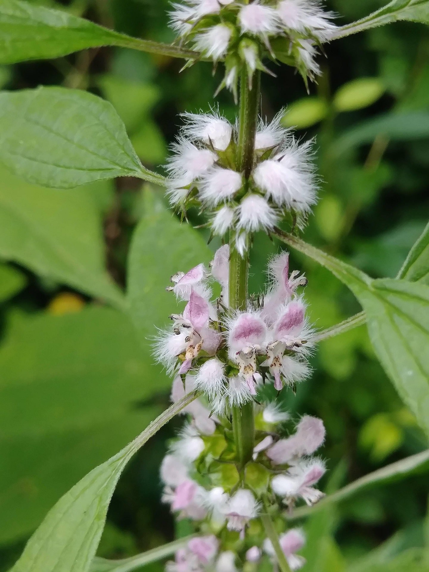 Dried Motherwort – Calming Traditional Herb