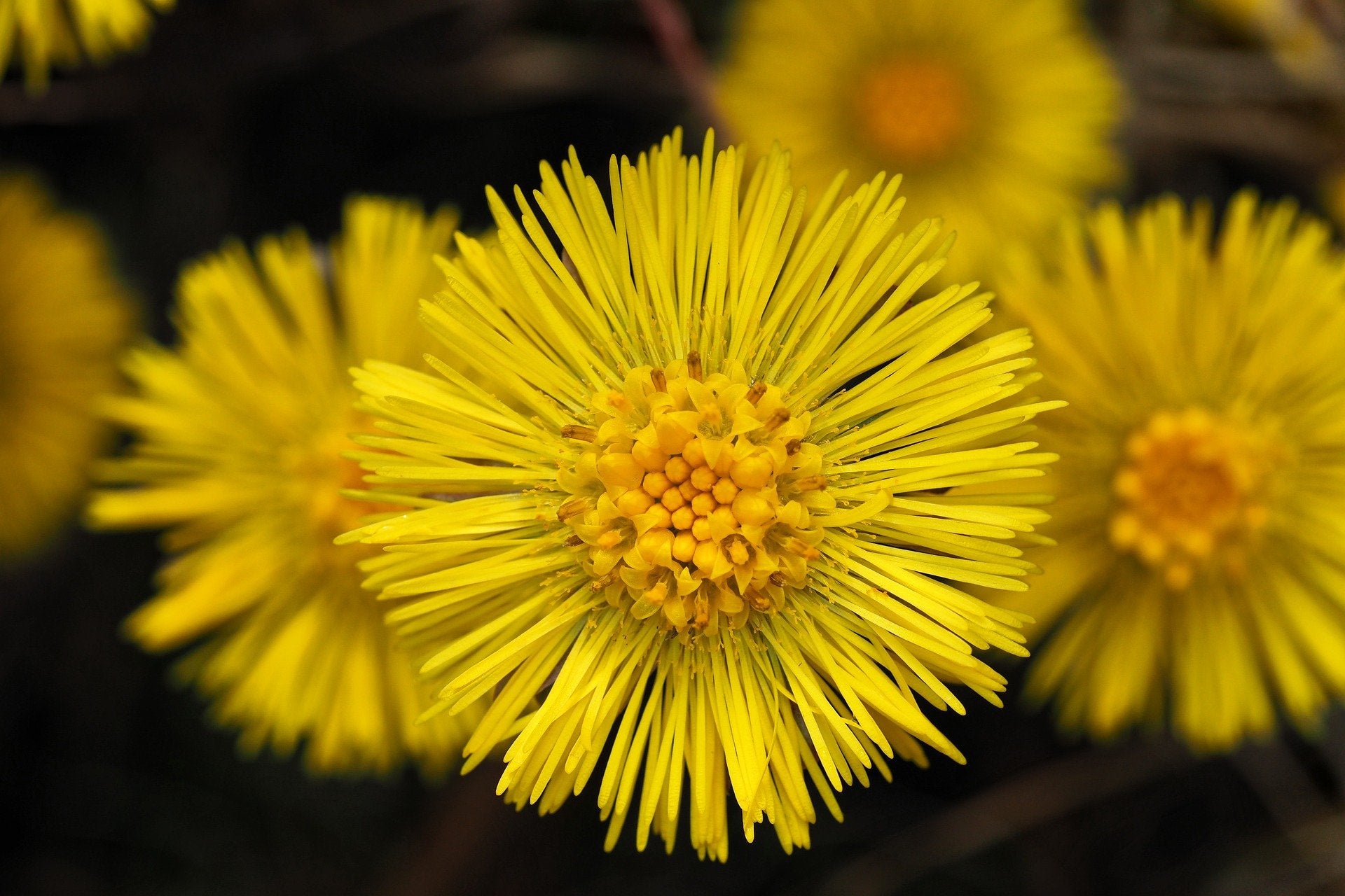 Coltsfoot – Early Flowering Respiratory Herb