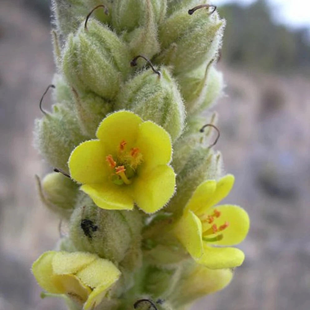 Mullein Tincture (Verbascum thapsus)   Respiratory & Grounding Support
