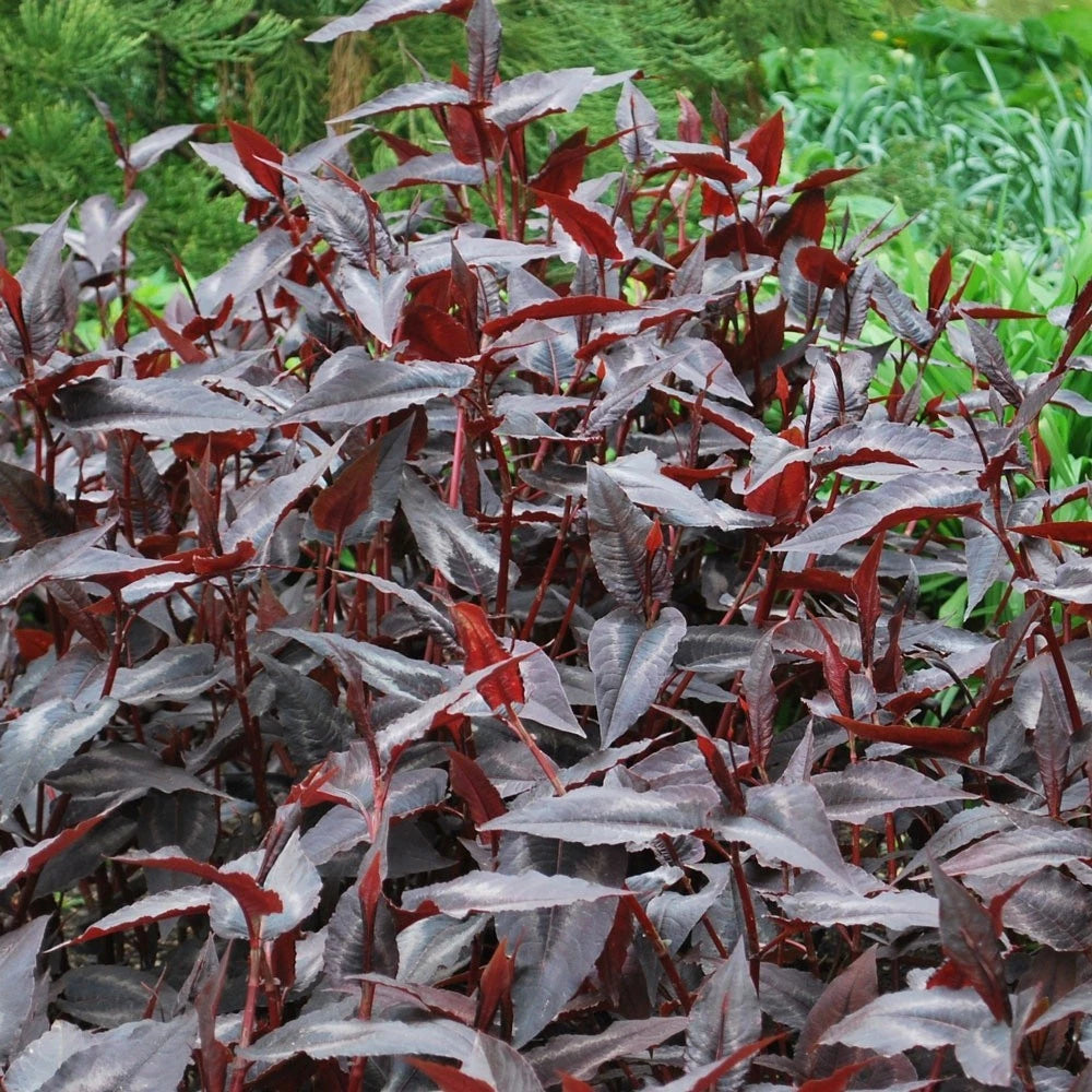 Persicaria – Striking Foliage Plant for Colourful Borders