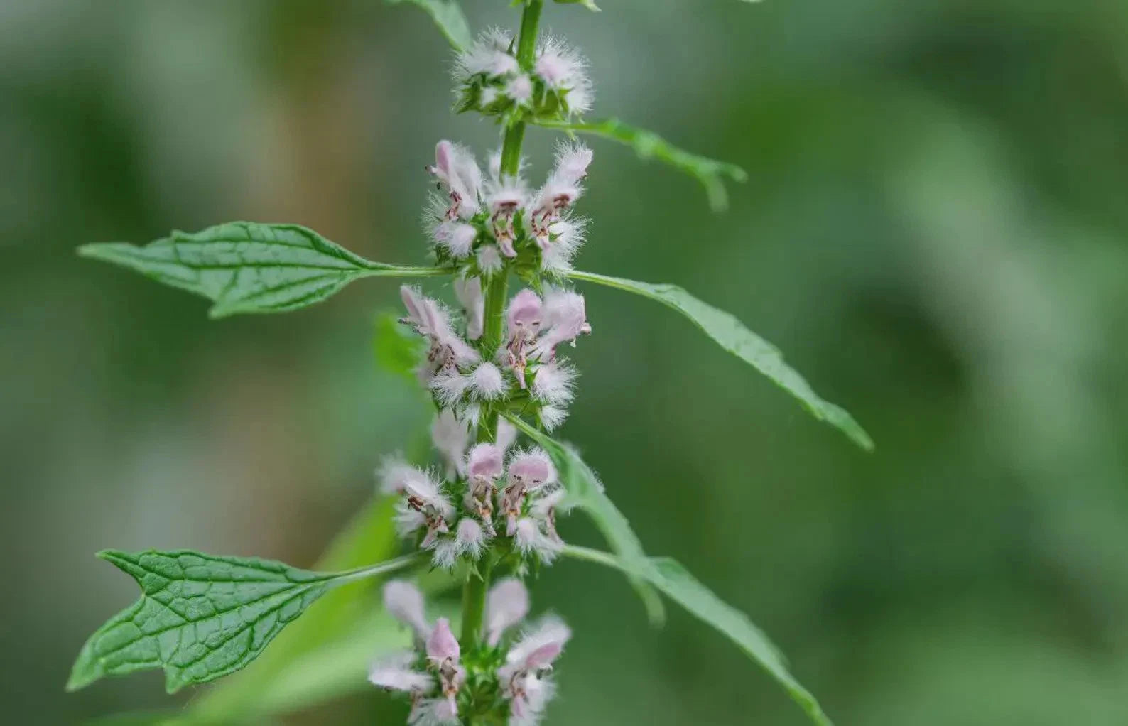 Motherwort Tincture (Leonurus cardiaca)   Heart & Womb Support