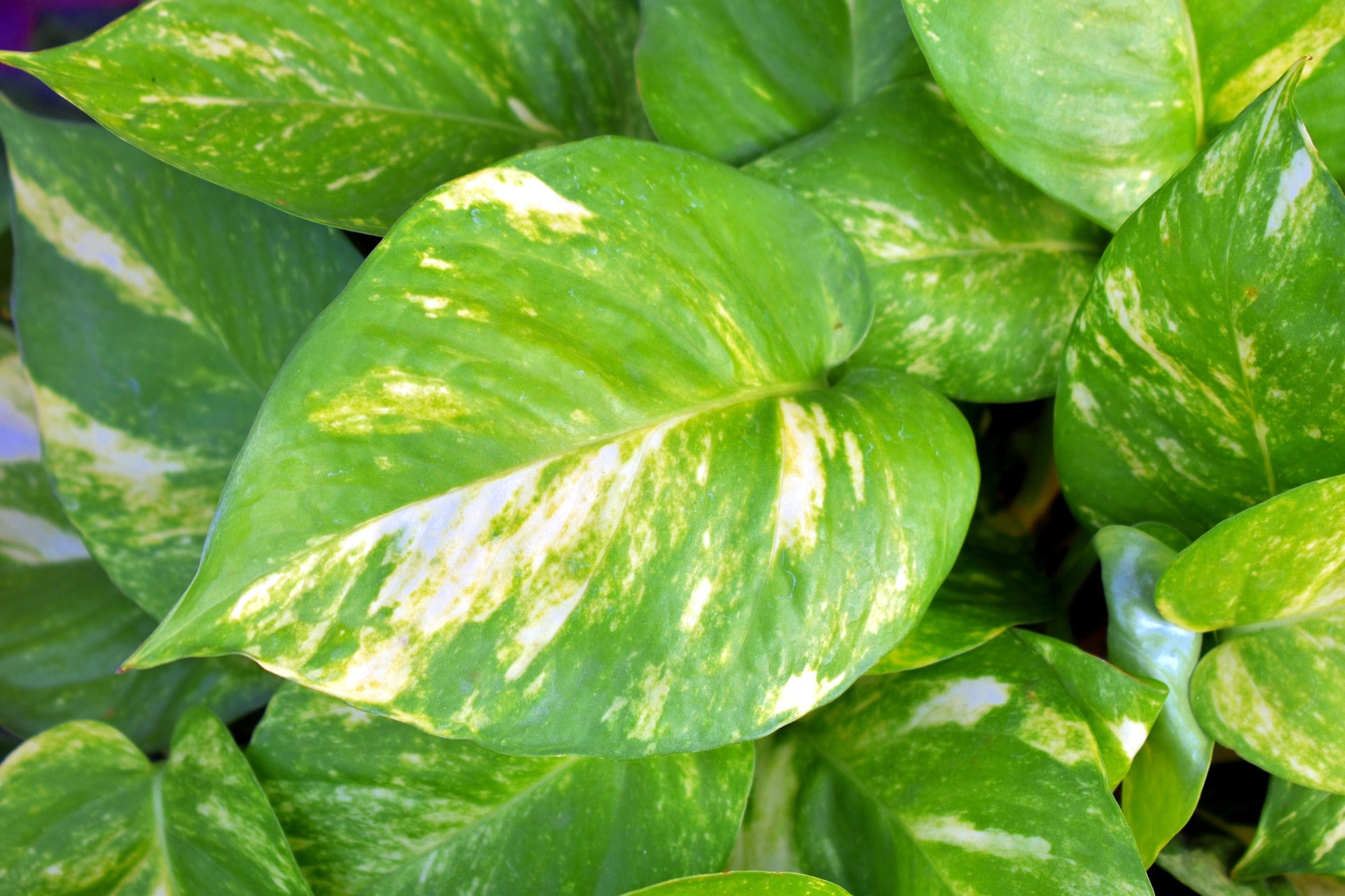 Devil’s Ivy – Resilient Houseplant for Protection & Vitality