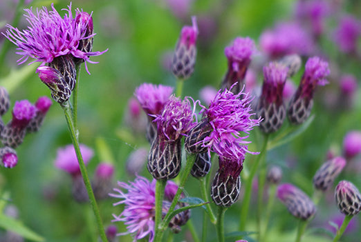 Sawwort (Serratula tinctoria) – Traditional Yellow Dye Plant & Wildflower