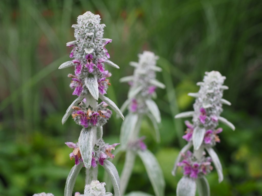 Lamb’s Ears – Silvery Foliage for Cottage Gardens