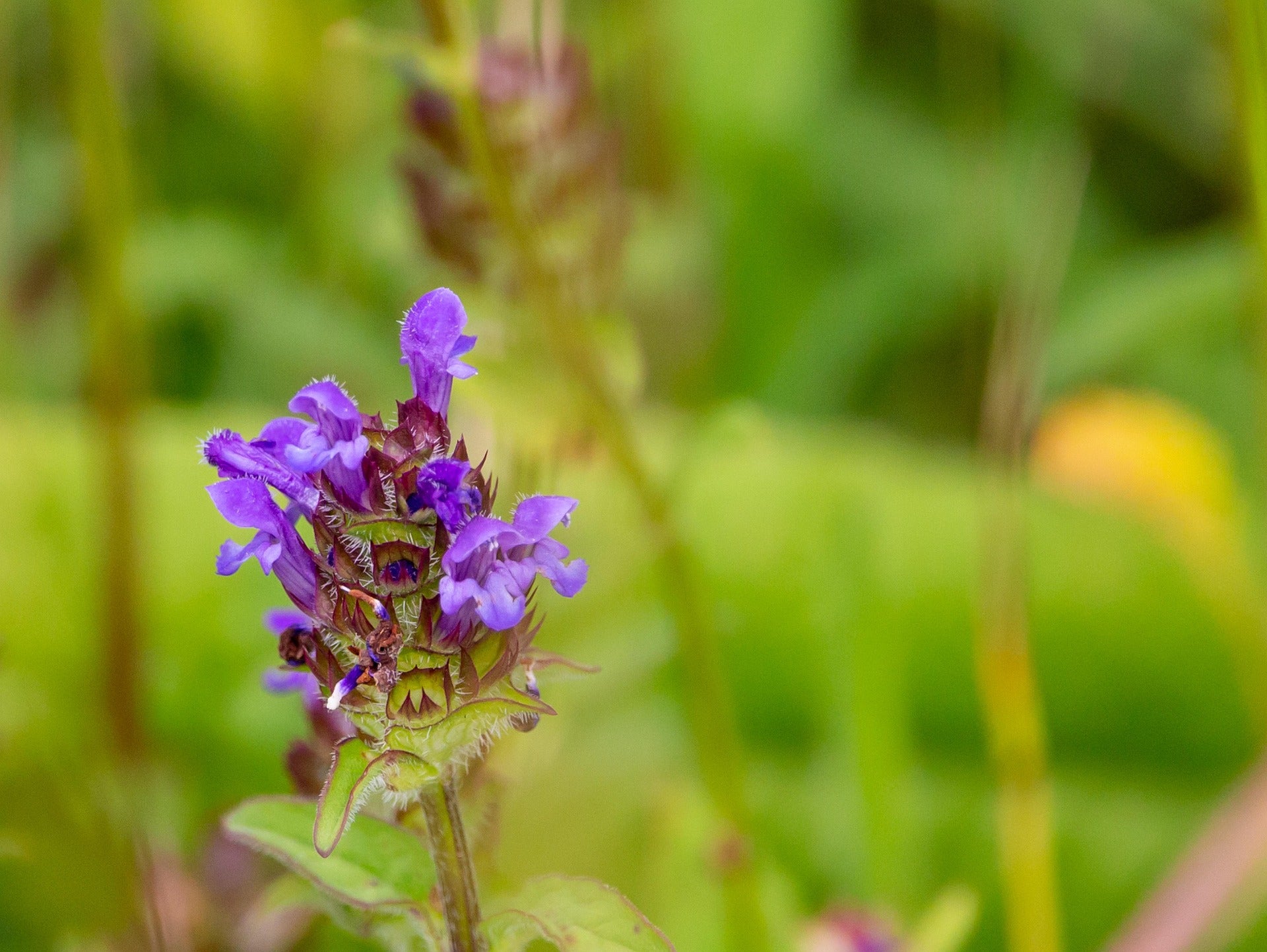 Selfheal – Wildlife Friendly Groundcover Herb