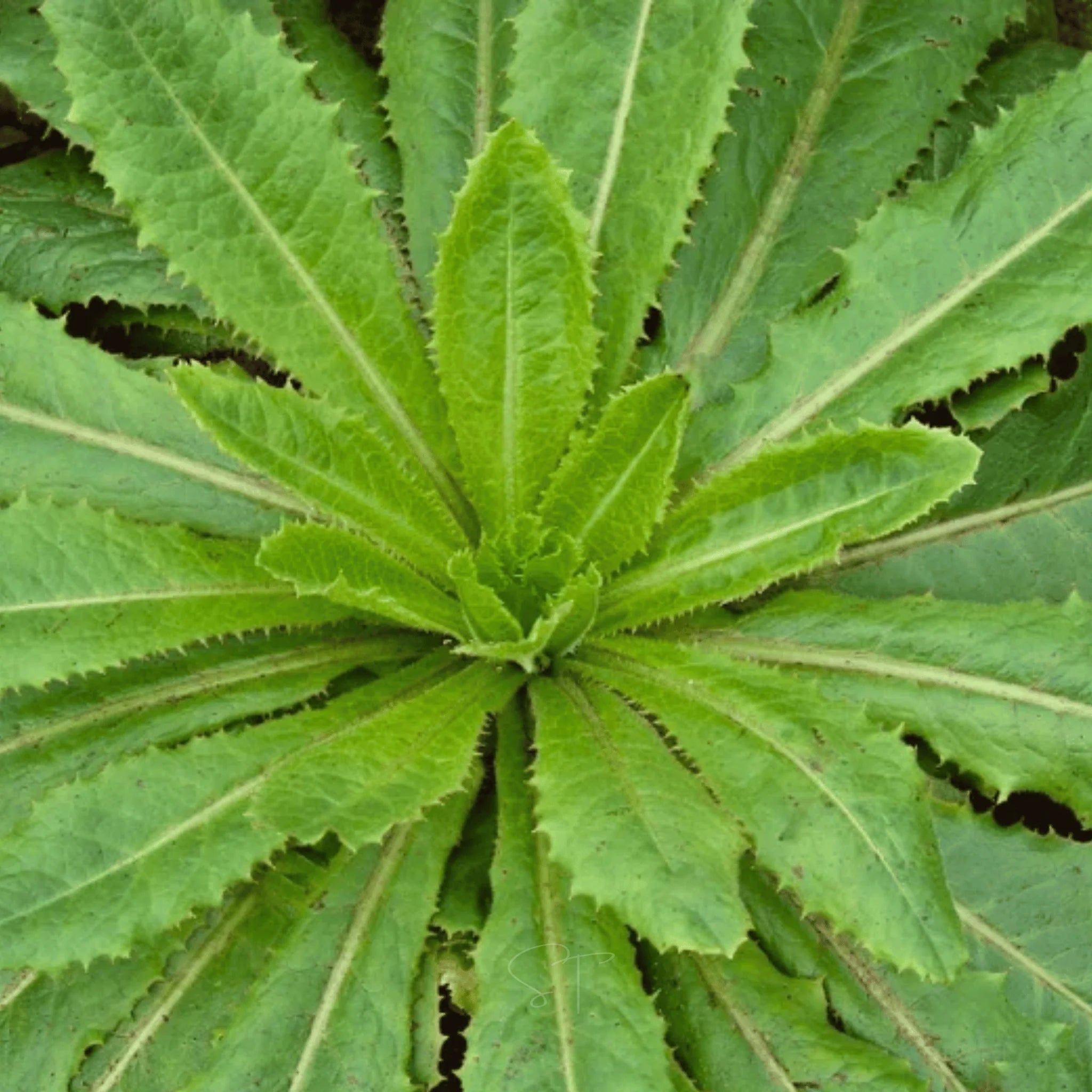 Wild Lettuce – Traditional Herb of Calm & Woodland Edges